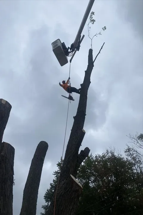 Trusted residential landscaping in Berwyn, IL - Serrano's Landscaping & Tree Services