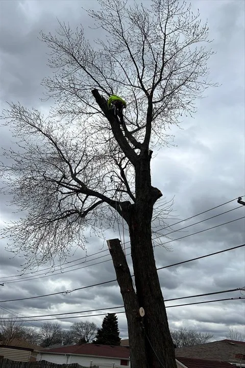 Affordable yard maintenance in Berwyn, IL - Serrano's Landscaping & Tree Services