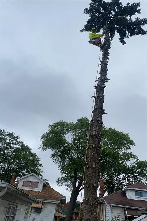 Professional landscape design in Berwyn, IL by Serrano's Landscaping & Tree Services