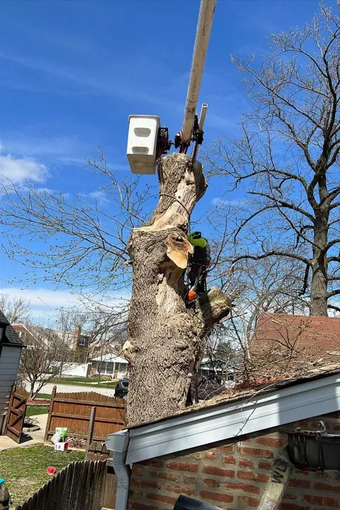 Expert lawn care service in Berwyn, IL by Serrano's Landscaping & Tree Services