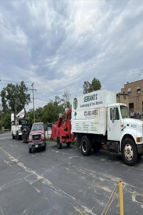 Professional yard maintenance with custom design in Berwyn, IL by Serrano's Landscaping & Tree Services