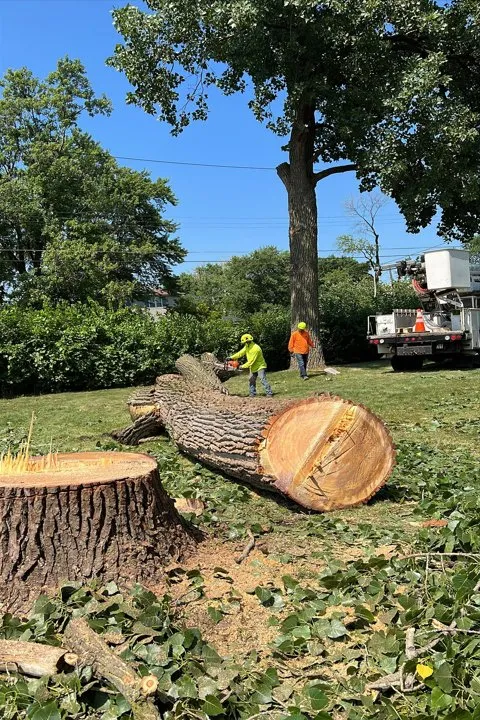 Top-rated landscaping services for residential properties across Berwyn, IL - Serrano's Landscaping & Tree Services