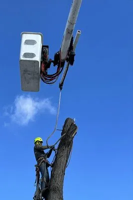 Serrano's Landscaping & Tree Services Logo