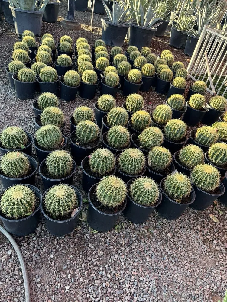 Expert landscaping services in Lake Havasu City, AZ by Serrano's Nursery