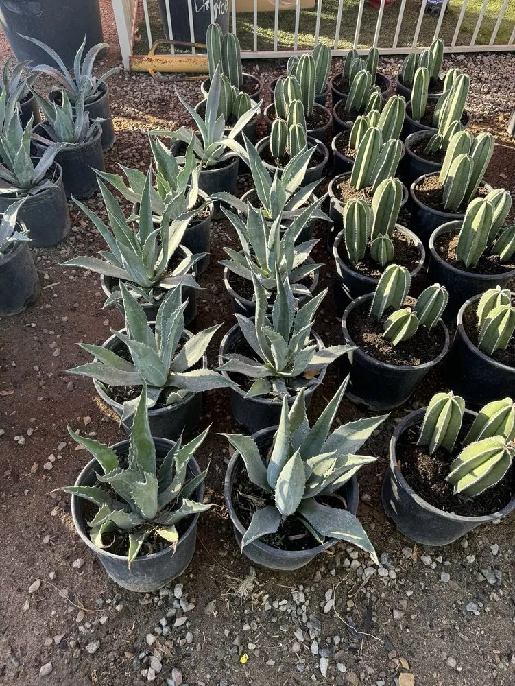 Affordable landscape installation in Lake Havasu City, AZ by Serrano's Nursery