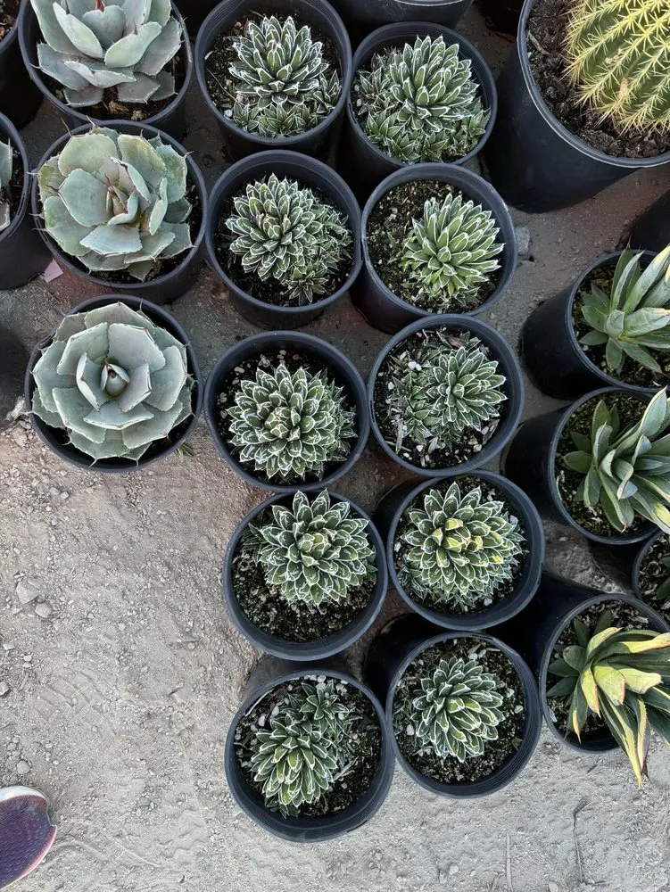 Affordable landscaping services in Lake Havasu City, AZ - Serrano's Nursery