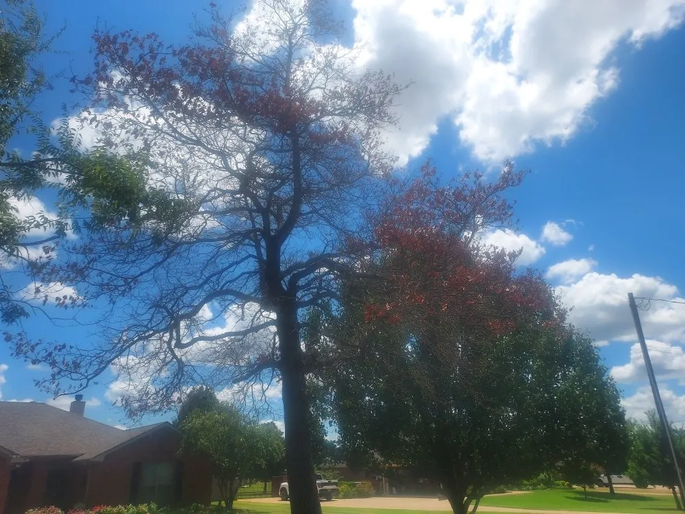 Reliable landscape design for outdoor upgrades in Arp, TX by Service Done Right