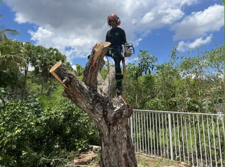 Local outdoor landscaping experts serving Fort Lauderdale, FL - Service Queen