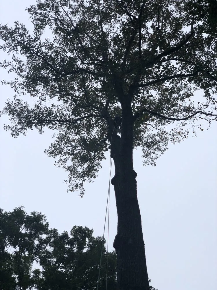 Affordable residential landscaping with custom design in Bristow, VA by Service Tree Care