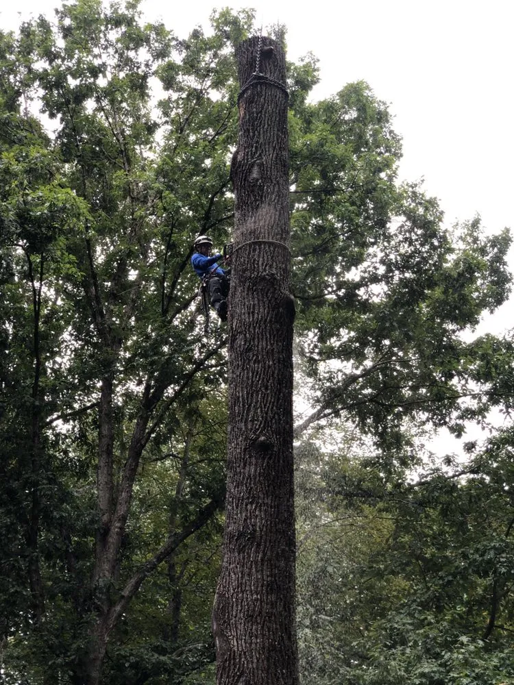 Affordable yard maintenance with custom design across Bristow, VA - Service Tree Care