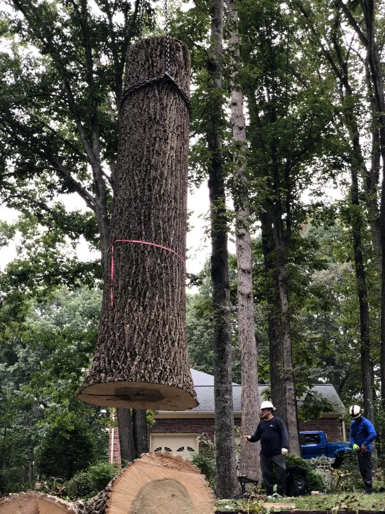 Reliable lawn mowing service in Bristow, VA - Service Tree Care