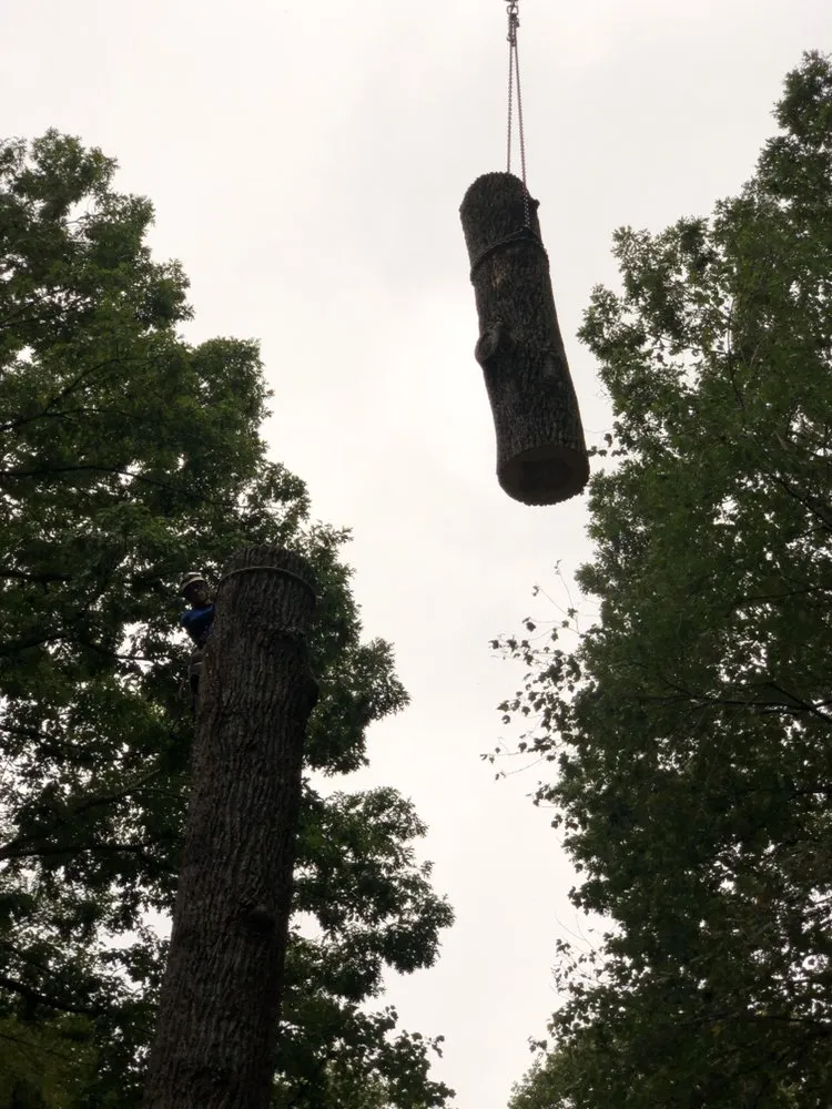 Trusted yard cleanup service in Bristow, VA - Service Tree Care