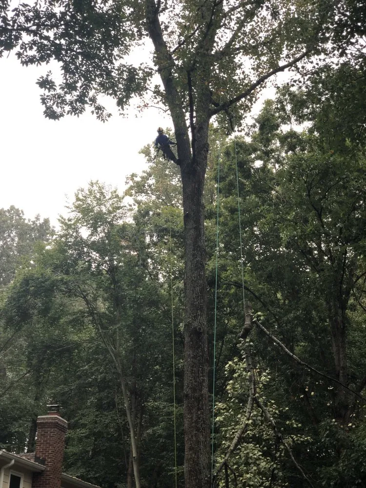 Local lawn care service in Bristow, VA by Service Tree Care