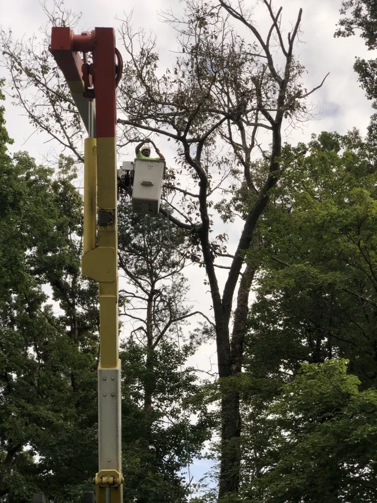 Custom landscape design in Bristow, VA by Service Tree Care