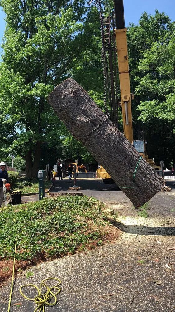 Reliable lawn care service in Bristow, VA by Service Tree Care