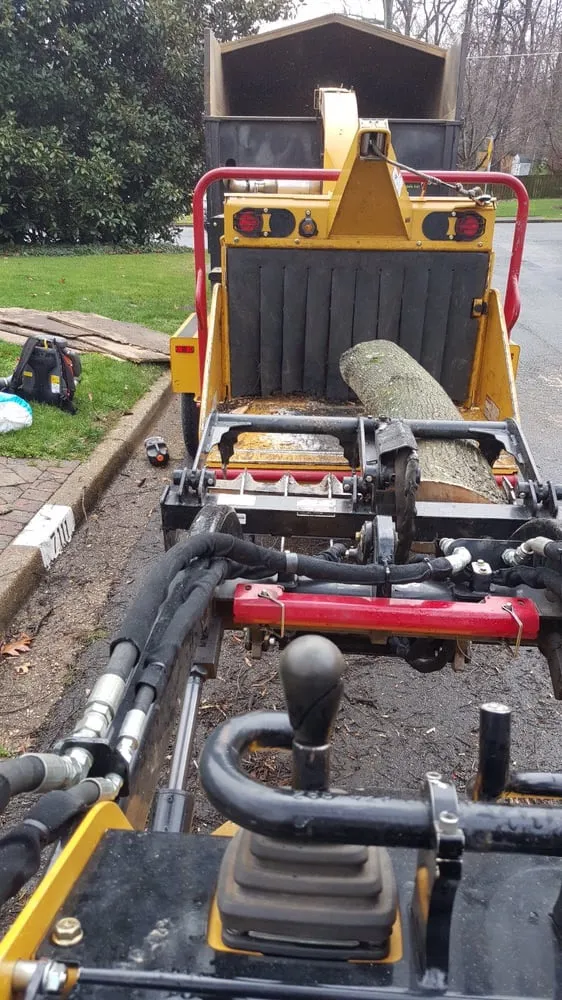 Local yard cleanup service in Bristow, VA - Service Tree Care