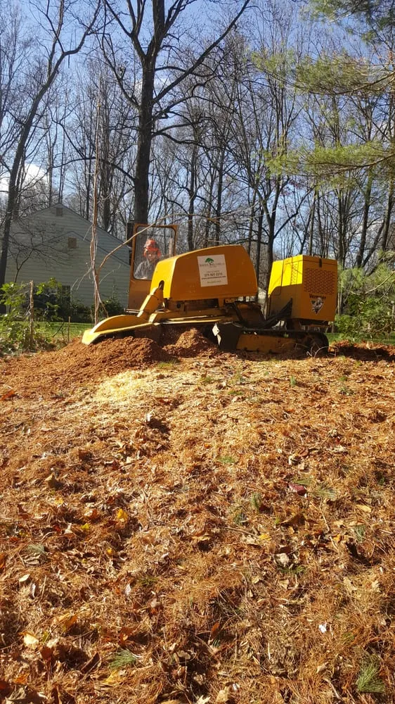 Trusted yard cleanup service in Bristow, VA by Service Tree Care