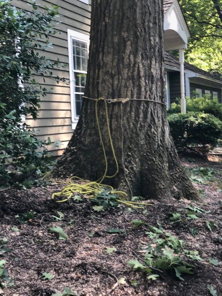 Custom yard maintenance experts serving Bristow, VA - Service Tree Care