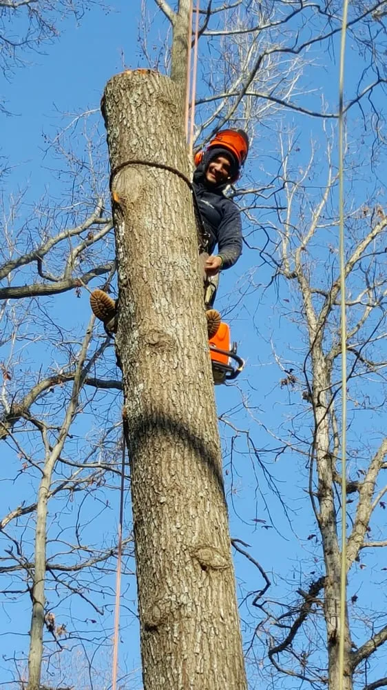 Local landscaping services experts serving Bristow, VA - Service Tree Care