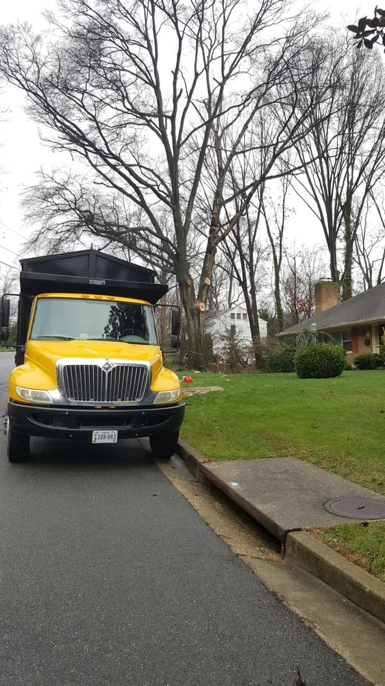 Affordable landscape installation in Bristow, VA by Service Tree Care