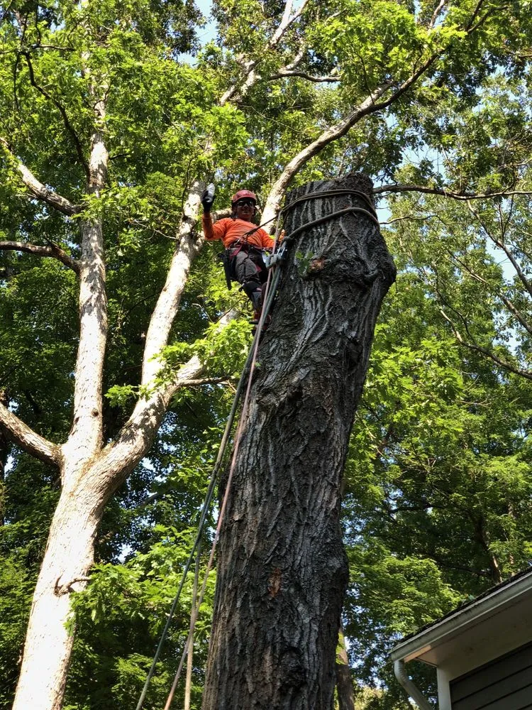 Custom lawn mowing service experts serving Bristow, VA - Service Tree Care