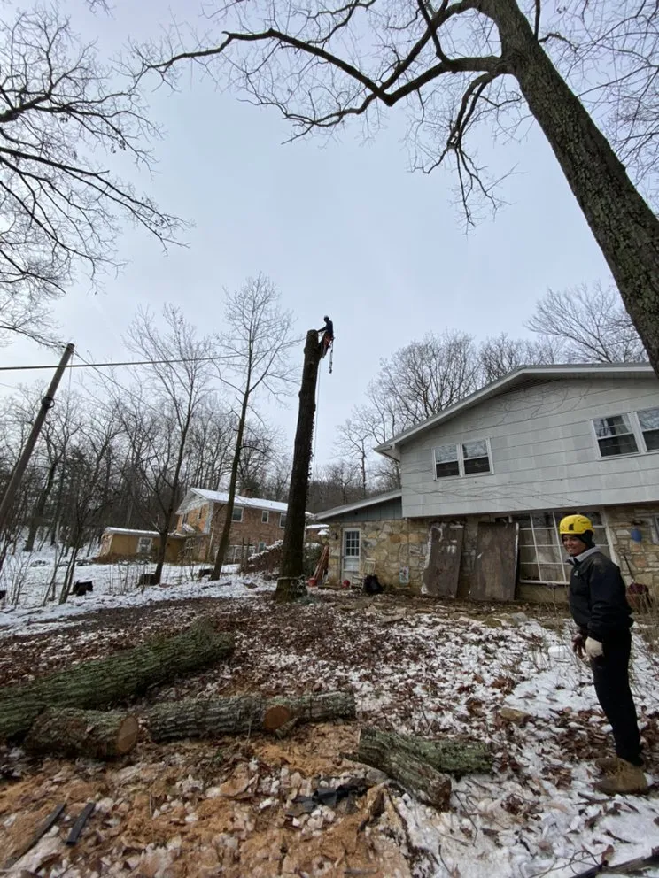 Professional landscape design in Bristow, VA by Service Tree Care