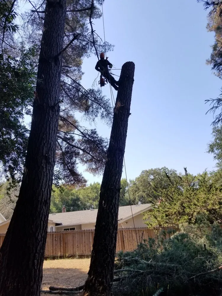 Affordable lawn care service for year-round maintenance across Windsor, CA - Servin Tree & Landscape Management