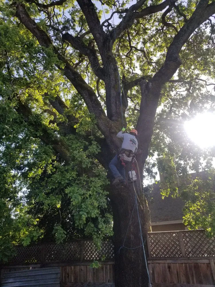 Trusted yard maintenance in Windsor, CA - Servin Tree & Landscape Management