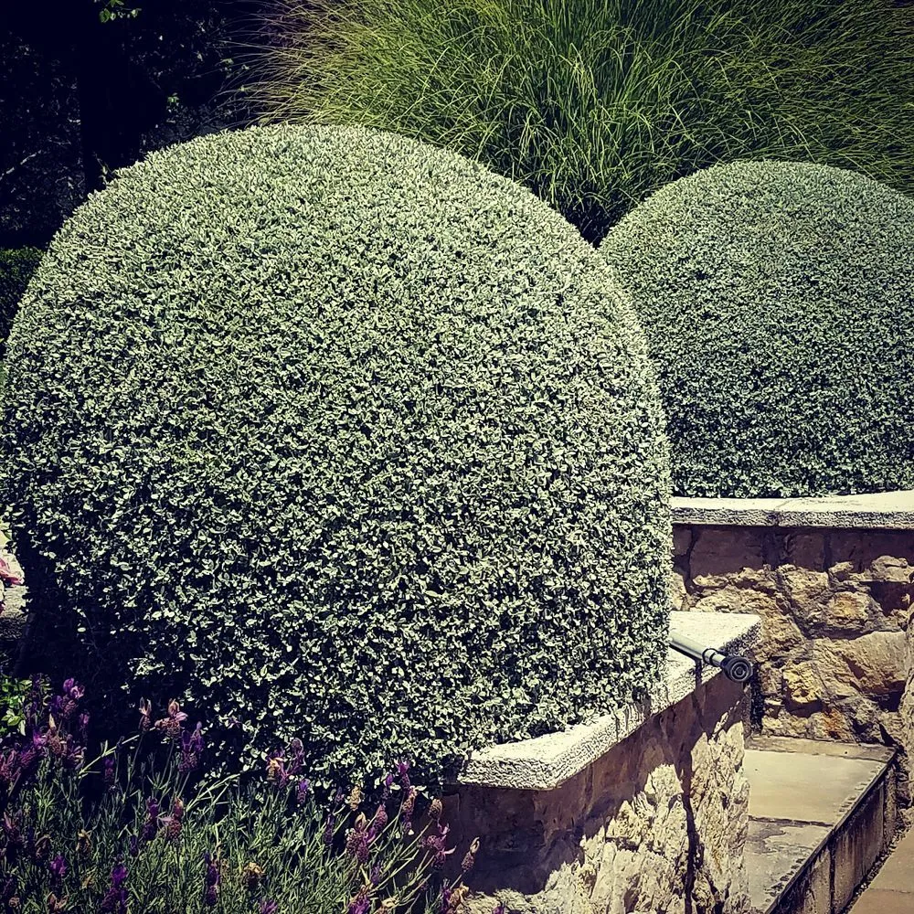 Expert lawn mowing service for beautiful yards across Windsor, CA - Servin Tree & Landscape Management