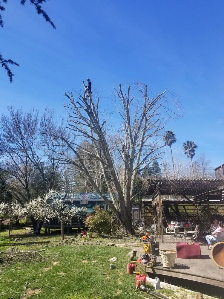 Professional yard maintenance experts serving Windsor, CA - Servin Tree & Landscape Management