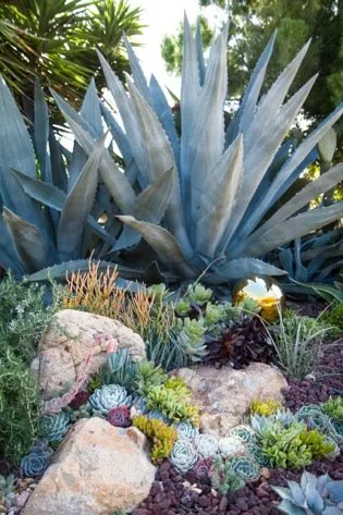 Custom yard maintenance in Windsor, CA by Servin Tree & Landscape Management