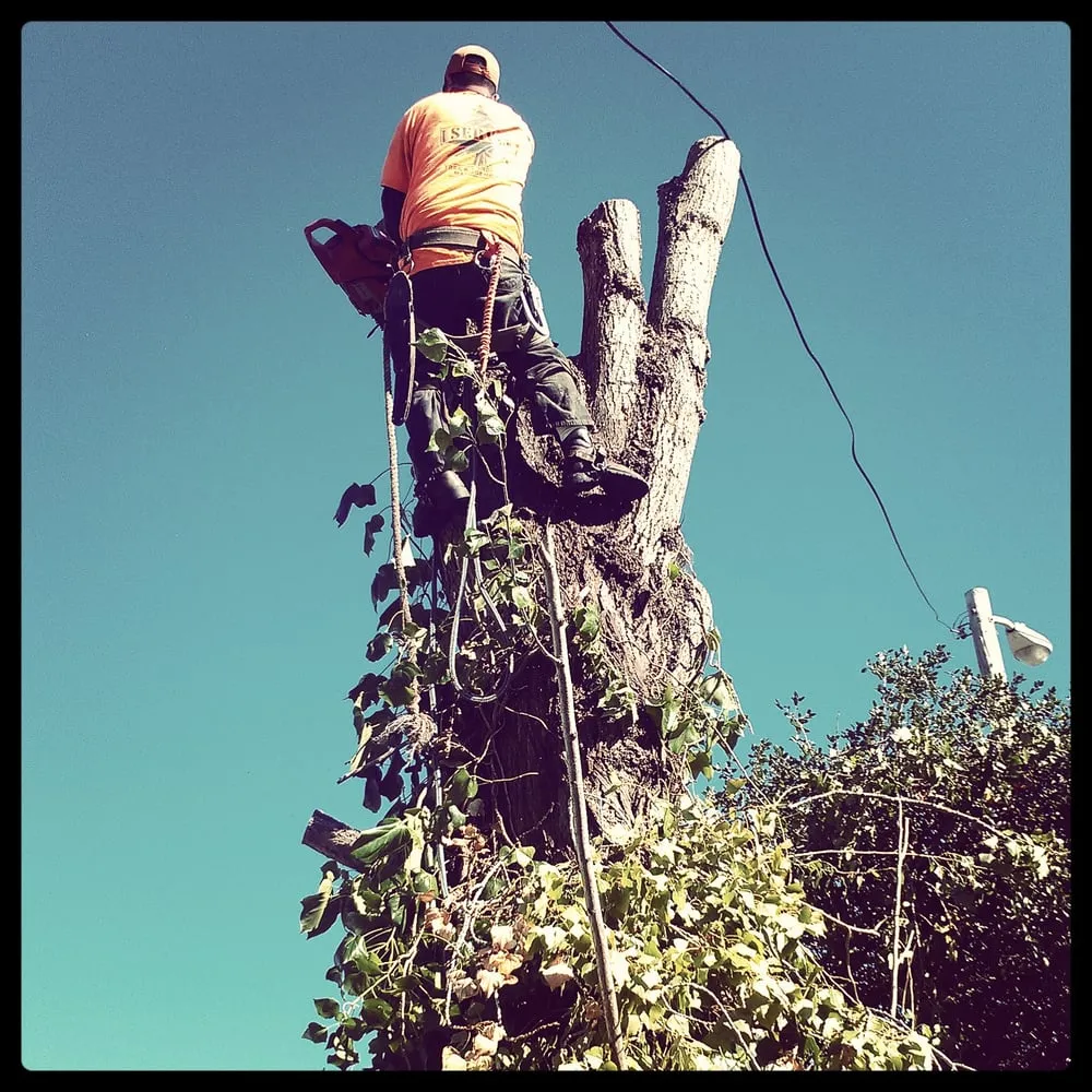 Affordable garden landscaping in Windsor, CA by Servin Tree & Landscape Management