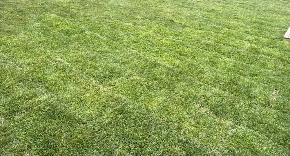 Reliable outdoor landscaping experts serving Parker, CO - Set The Scene