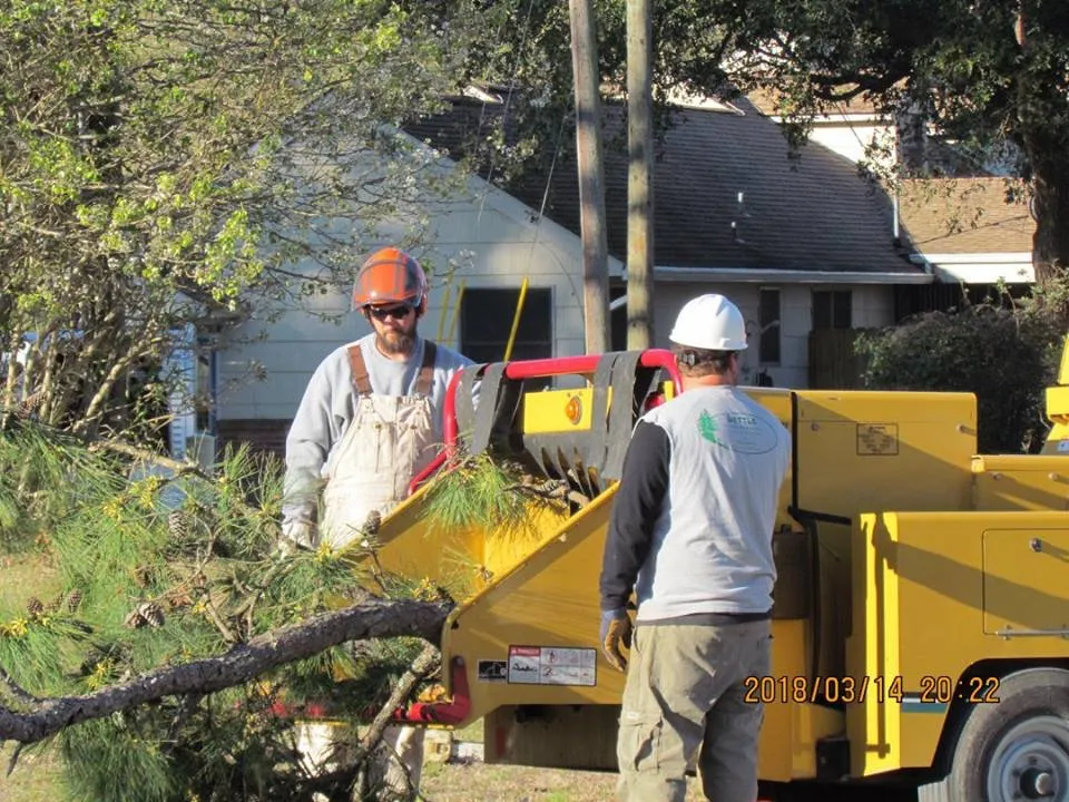 Expert yard cleanup service in Newport, NC by Settle Tree Service