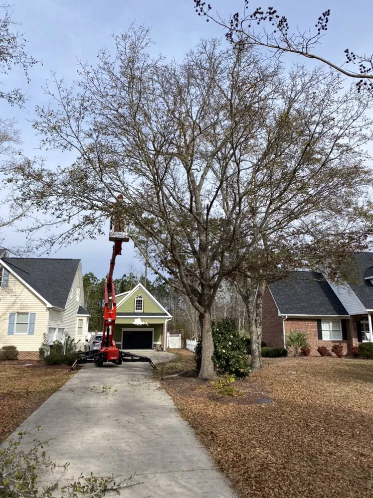 Custom yard maintenance in Newport, NC by Settle Tree Service