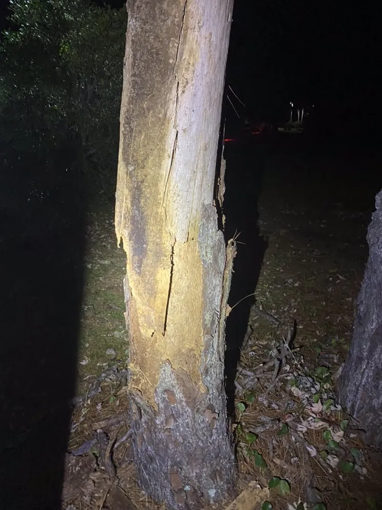 Trusted landscape design for year-round maintenance in Newport, NC by Settle Tree Service