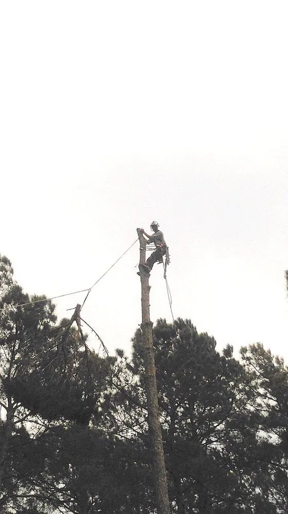 Expert lawn care service with custom design in Newport, NC by Settle Tree Service