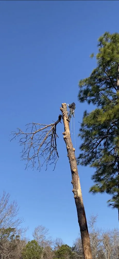 Local landscape installation for beautiful yards across Newport, NC - Settle Tree Service