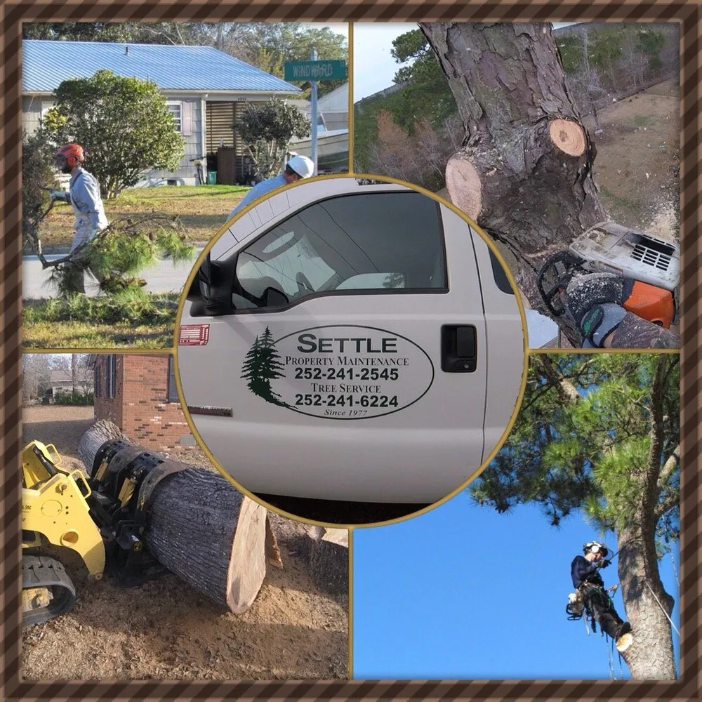 Professional yard cleanup service experts serving Newport, NC - Settle Tree Service