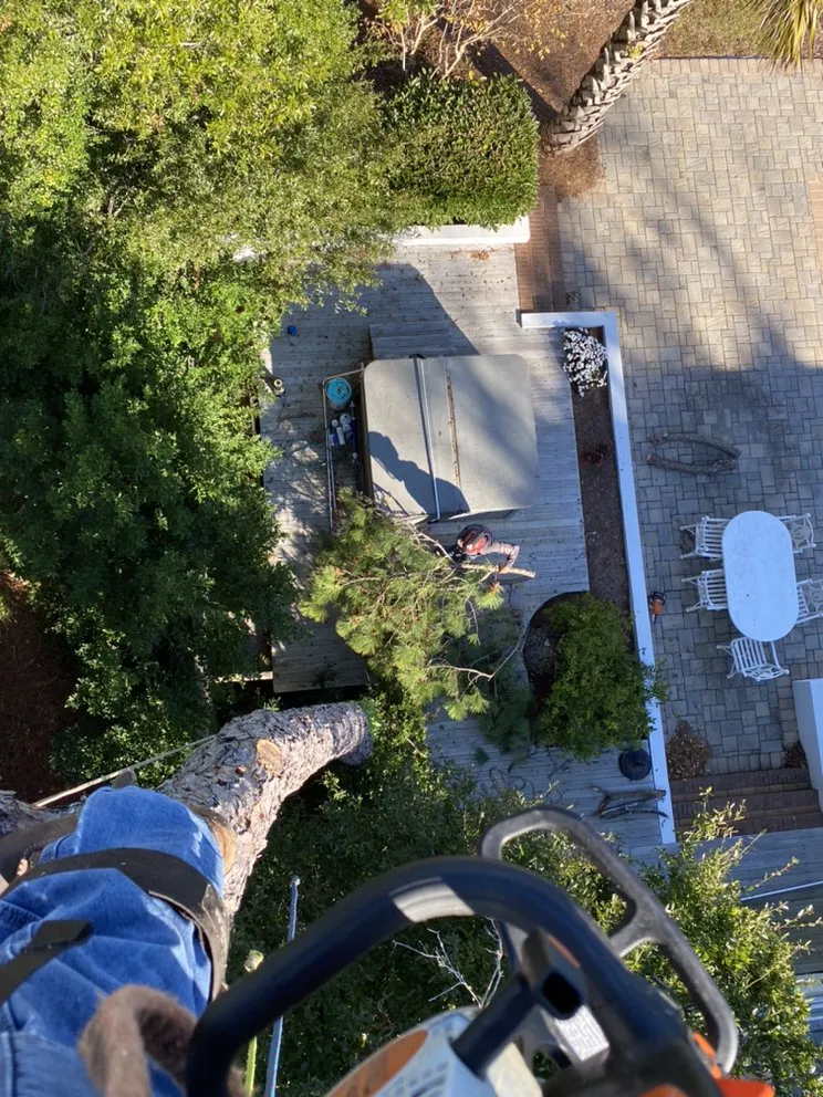 Reliable yard cleanup service experts serving Newport, NC - Settle Tree Service