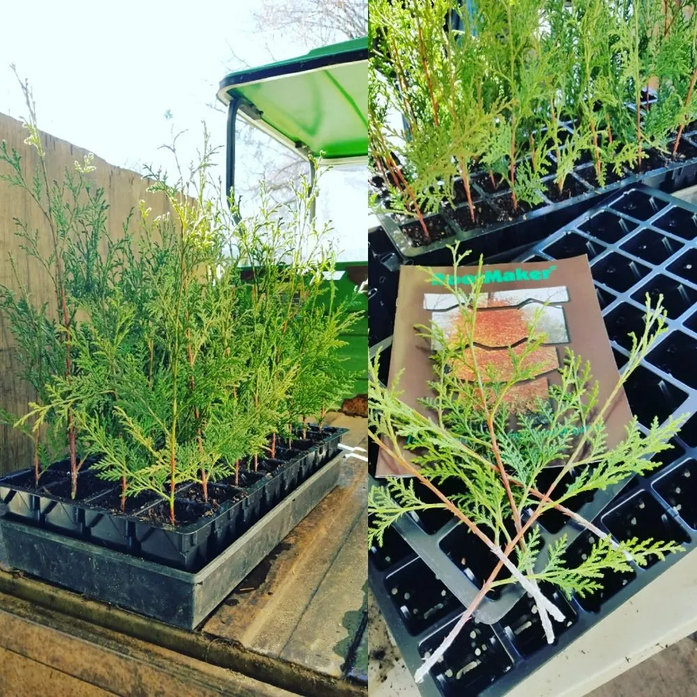 Trusted yard cleanup service in Valdese, NC by Settlemyre Nursery