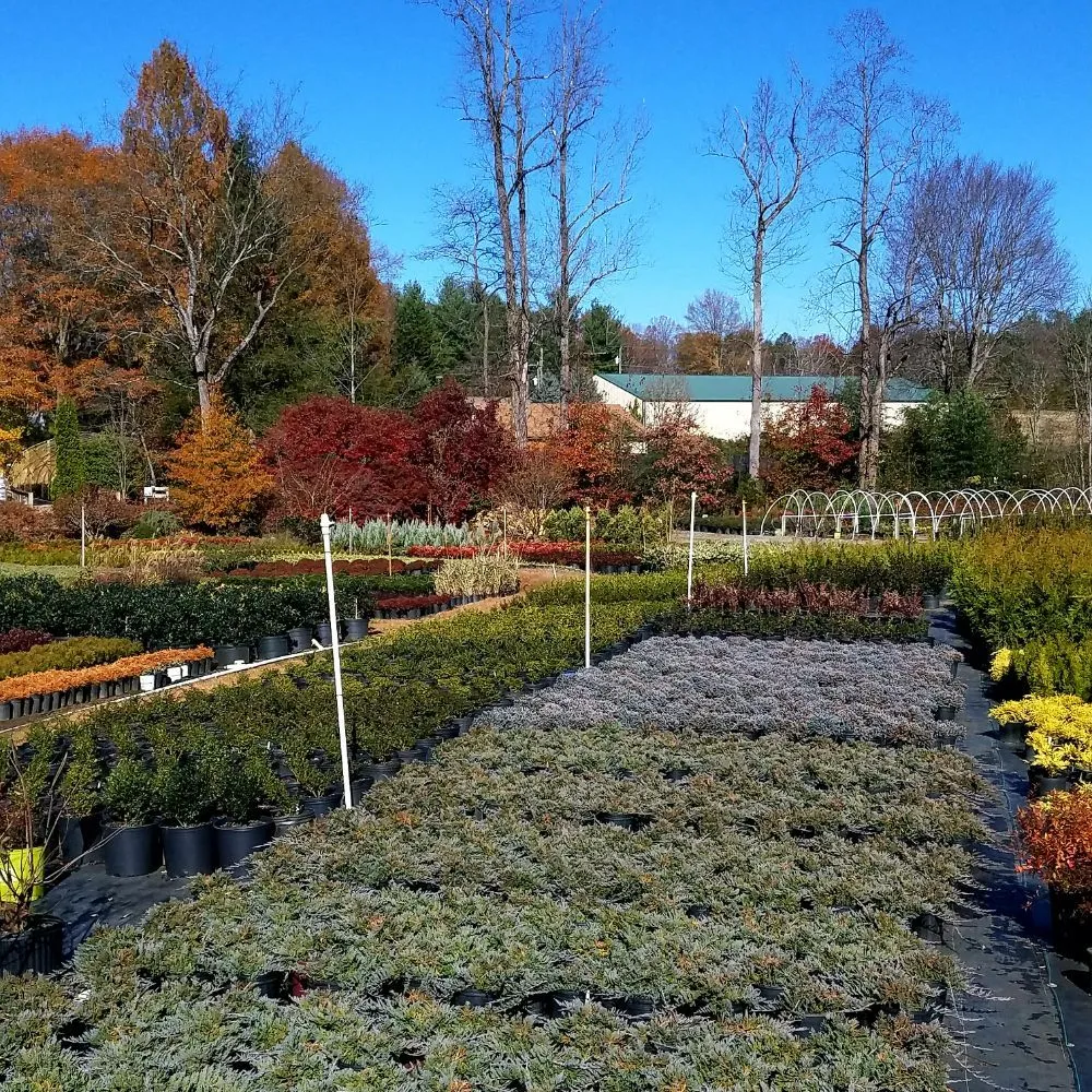 Affordable lawn mowing service for outdoor upgrades in Valdese, NC by Settlemyre Nursery