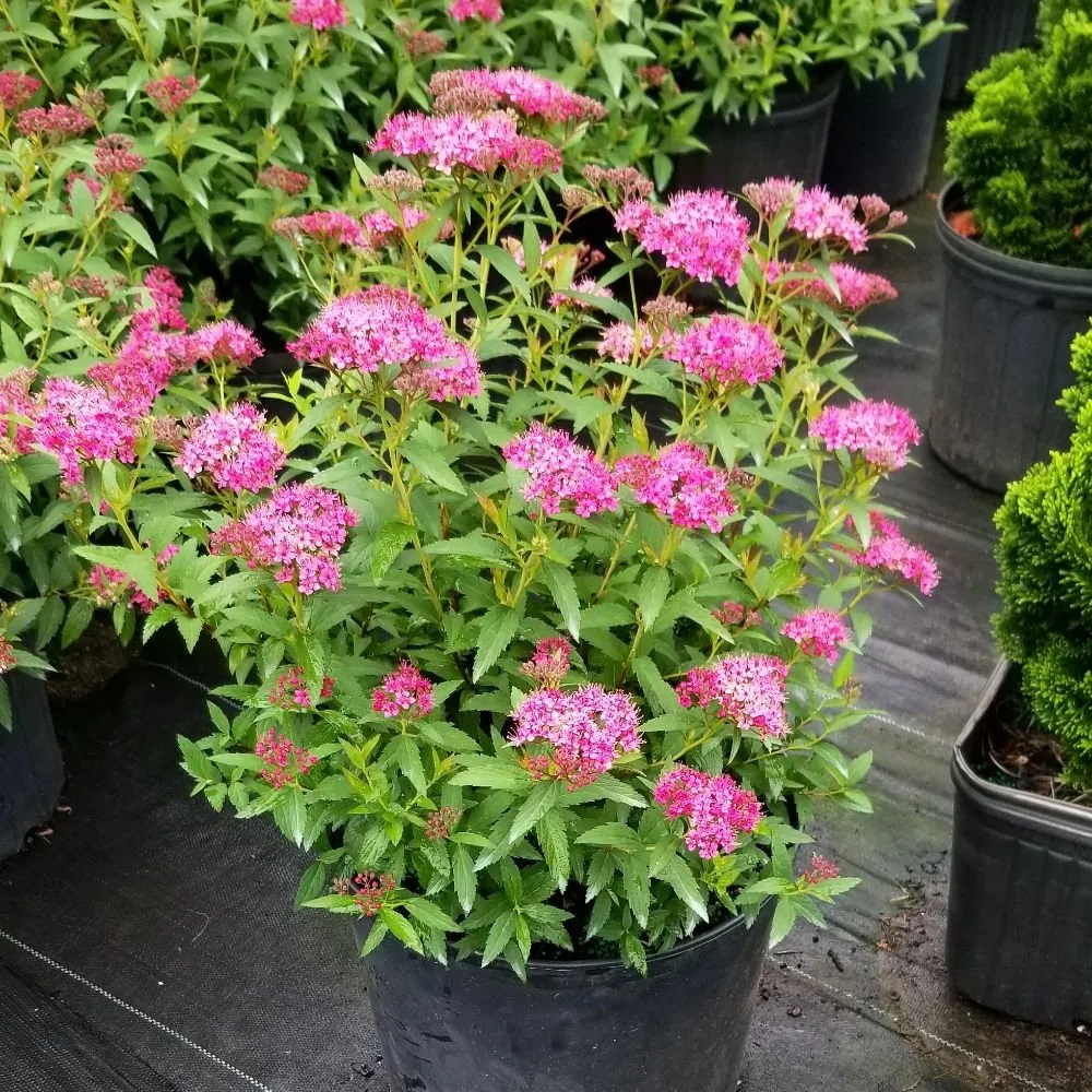 Local landscaping services in Valdese, NC by Settlemyre Nursery