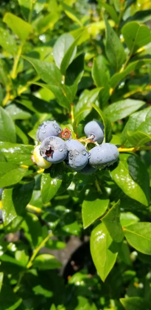 Expert yard maintenance in Valdese, NC by Settlemyre Nursery