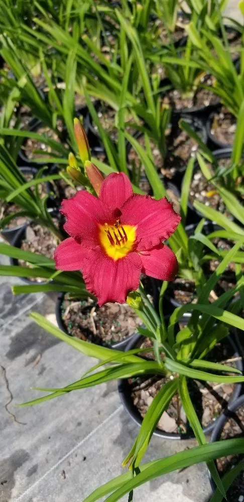 Expert residential landscaping in Valdese, NC by Settlemyre Nursery