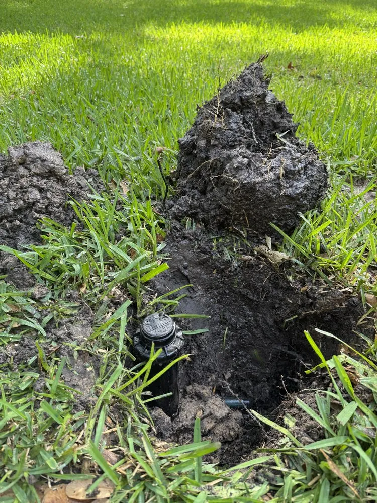 Reliable landscaping services for beautiful yards across Beaumont, TX - Setx Land Solutions