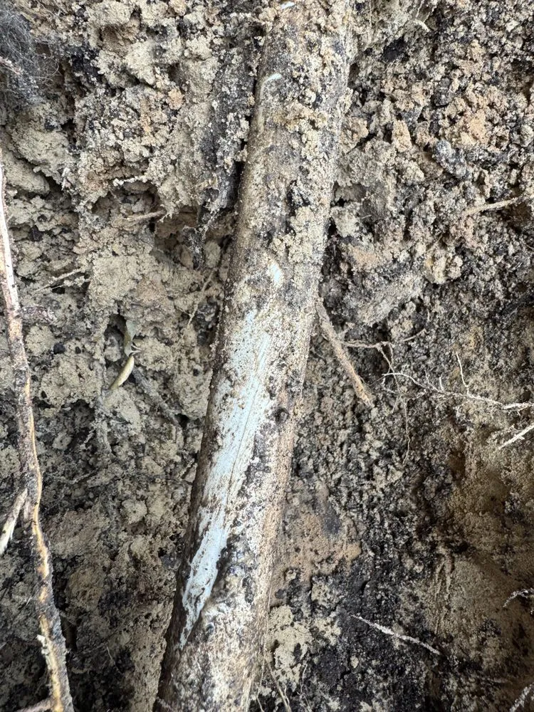 Affordable yard cleanup service in Beaumont, TX by Setx Land Solutions