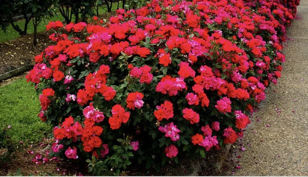 Affordable landscape installation in Leesburg, VA by Seven Brothers Landscaping