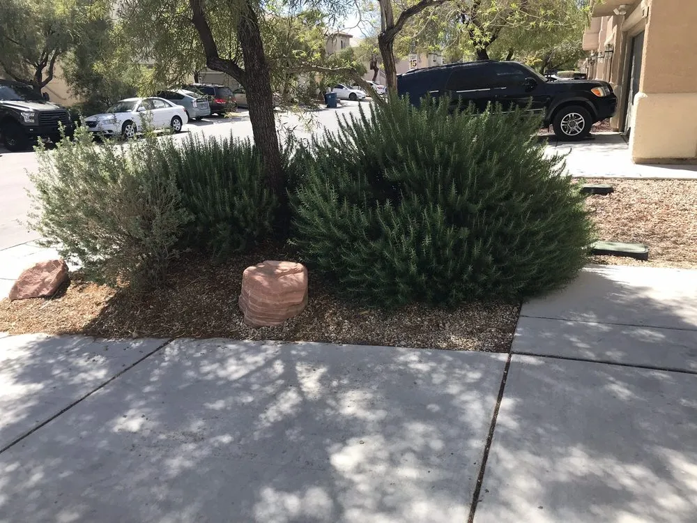 Local lawn care service in Las Vegas, NV - Seven Landscaping