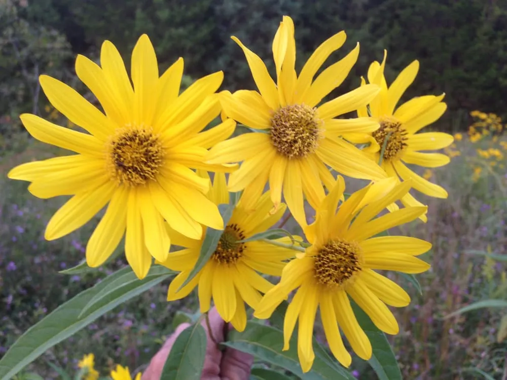 Affordable yard cleanup service experts serving Madison, VA - Seventh Heaven Landscaping and Nurseries Inc